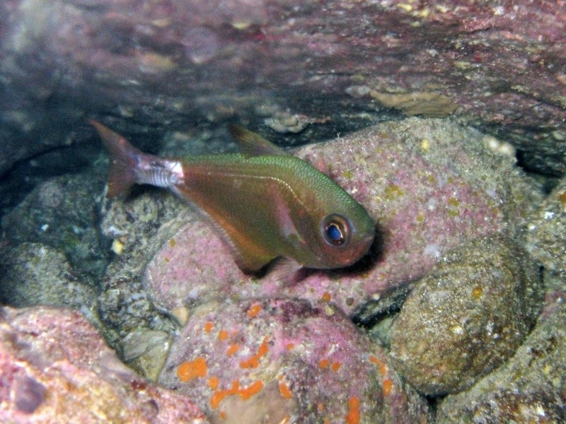 Pempheris mangula - specie lessepsiana